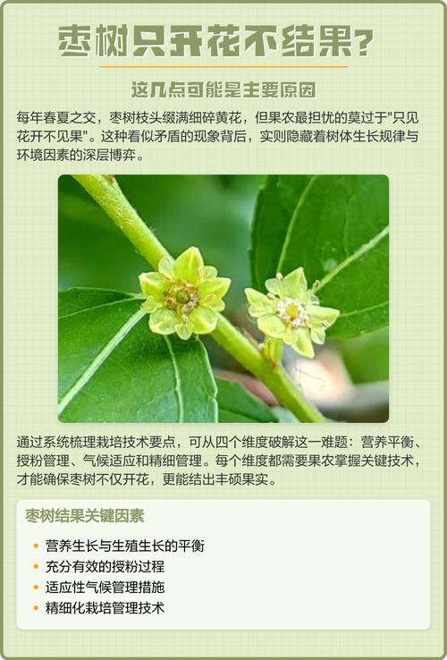枣树开花不结果?六大核心原因与针对性解决方案 枣树开花不结果,通常由营养生长过旺(旺长)、授粉不良、花期光照不足、氮肥过量、品种特性或修剪不当六种原因导致。诊断后,需在盛花期(5月底至7月初)进行环割、喷施硼肥和磷酸二氢钾、控水控氮等措施,方能有效提升坐果率。