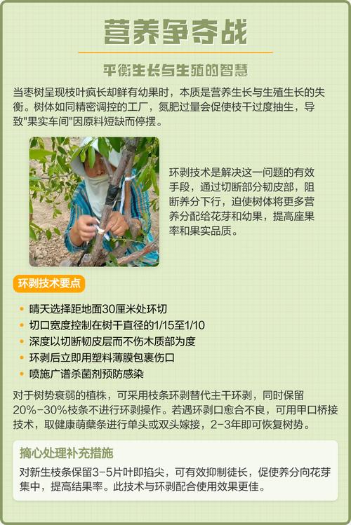 枣树开花不结果?六大核心原因与针对性解决方案 影响枣树开花结果的关键因素(含具体参数)