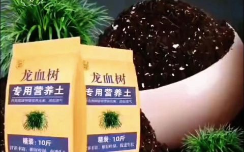 龙血树用什么土种植？配土配方与种植全流程指南