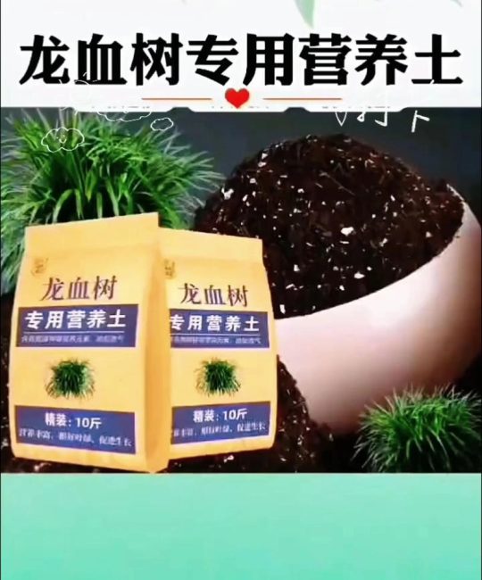 龙血树用什么土种植？配土配方与种植全流程指南