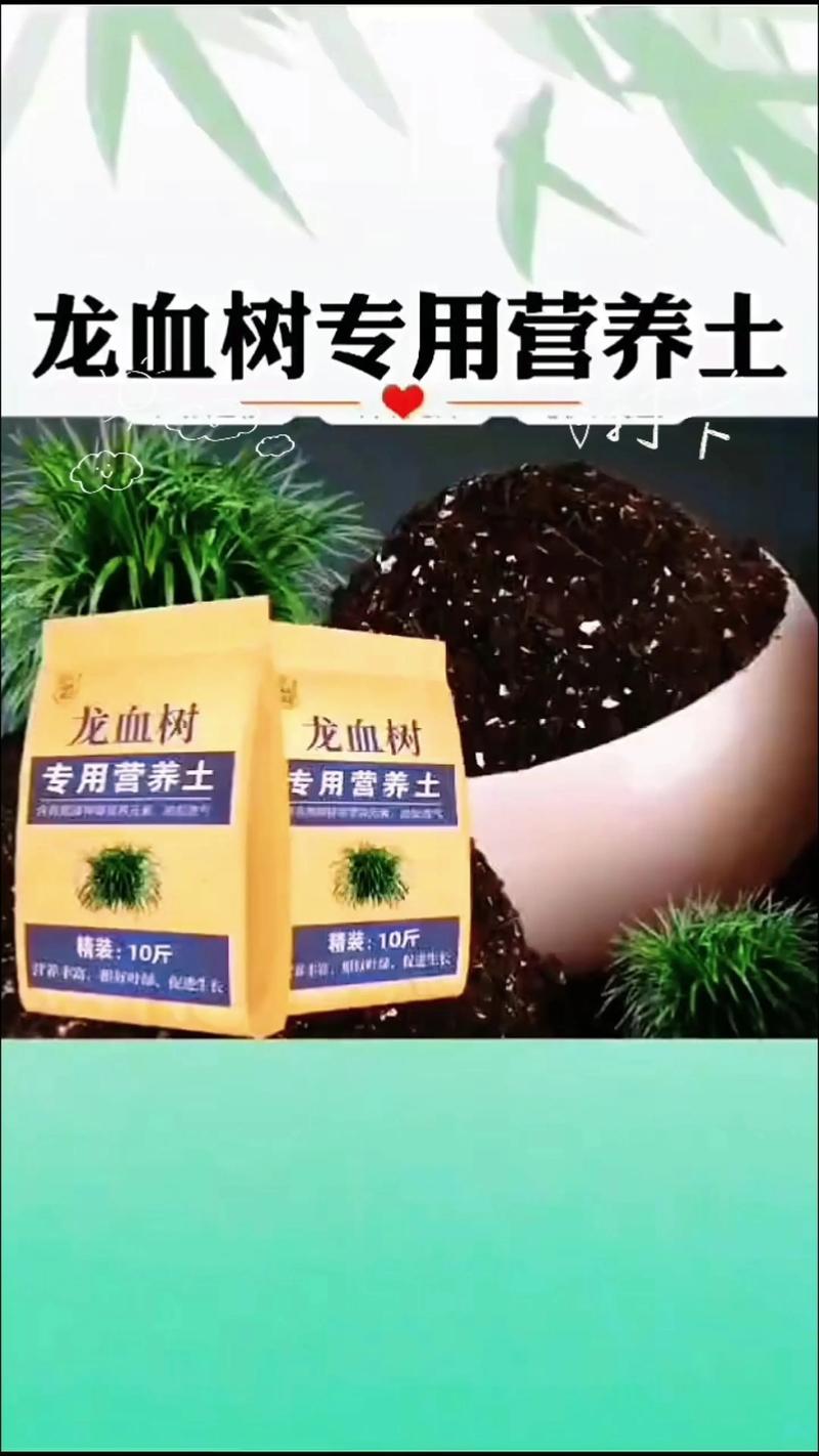 龙血树用什么土种植？配土配方与种植全流程指南