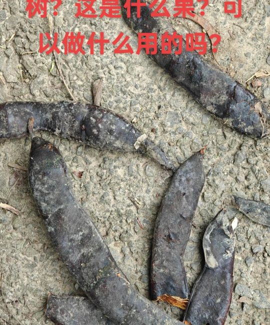 皂角树结的果子叫什么？一文读懂皂荚的形态、用途与识别要点