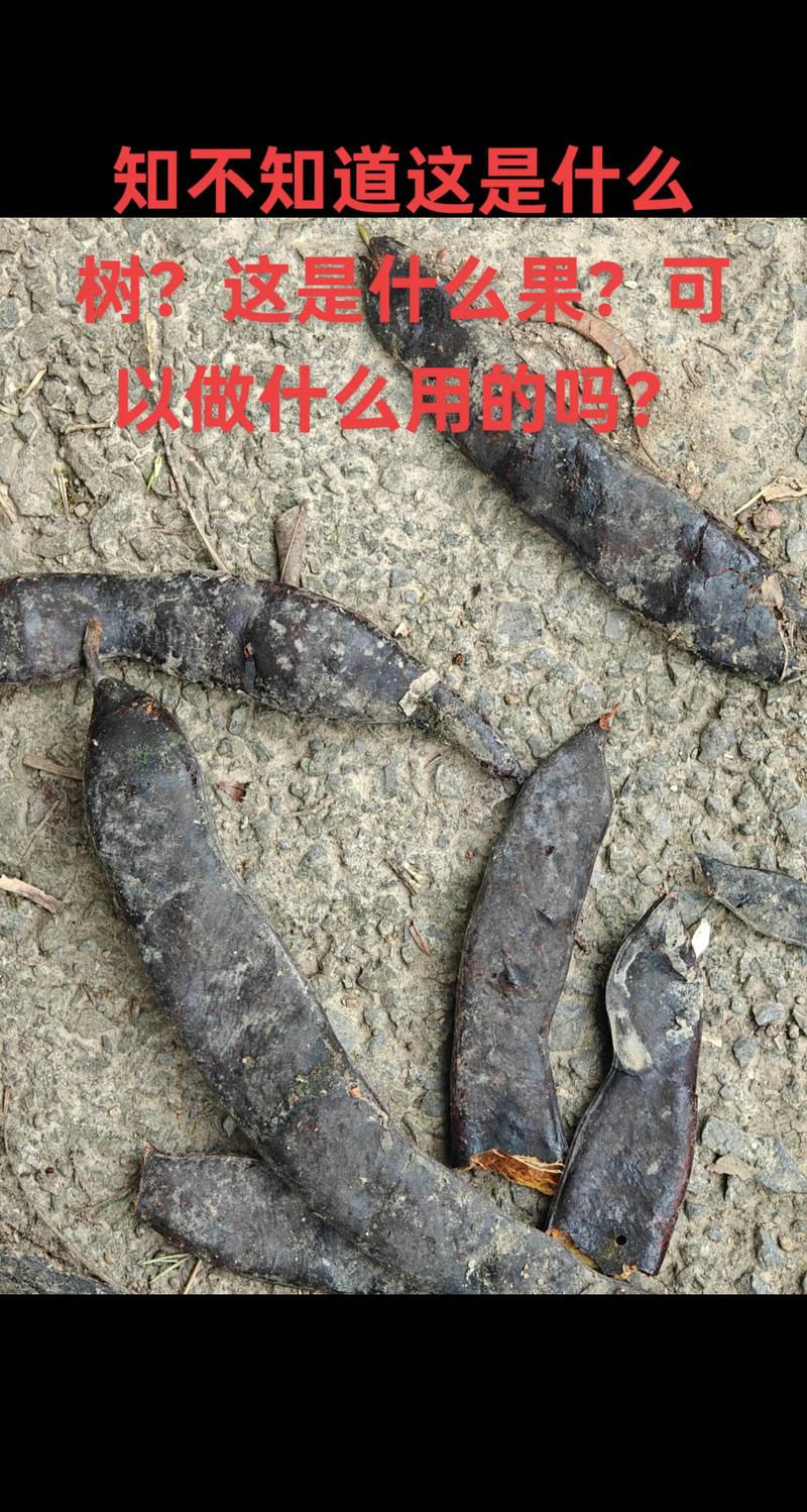 皂角树结的果子叫什么?一文读懂皂荚的形态、用途与识别要点 皂角树结的果子叫什么?一文读懂皂荚的形态、用途与识别要点