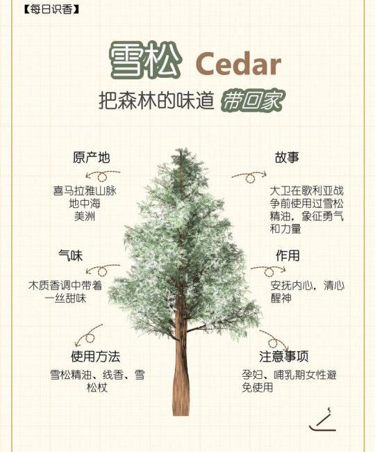 雪松与松树的区别：形态、习性及庭院应用全解析