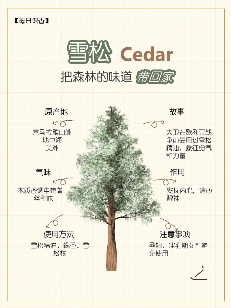 雪松与松树的区别:形态、习性及庭院应用全解析 雪松与松树的区别:形态、习性及庭院应用全解析