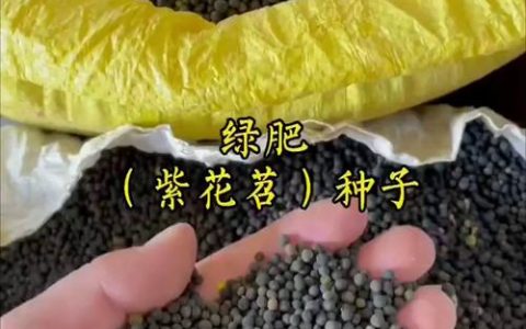 苜蓿草种子价格多少钱一斤？产地、季节与采购量详细报价分析