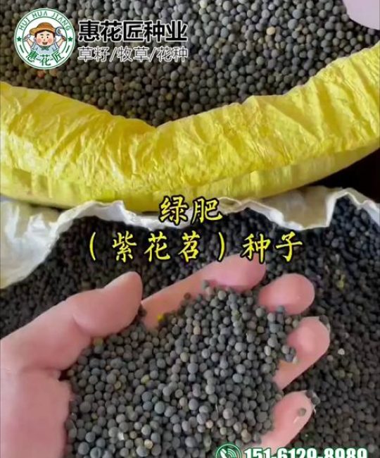 苜蓿草种子价格多少钱一斤？产地、季节与采购量详细报价分析