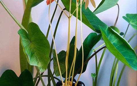 龙眼怎么种小盆栽：从果核到绿植的完整家庭园艺指南