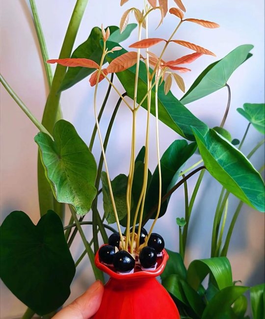龙眼怎么种小盆栽：从果核到绿植的完整家庭园艺指南