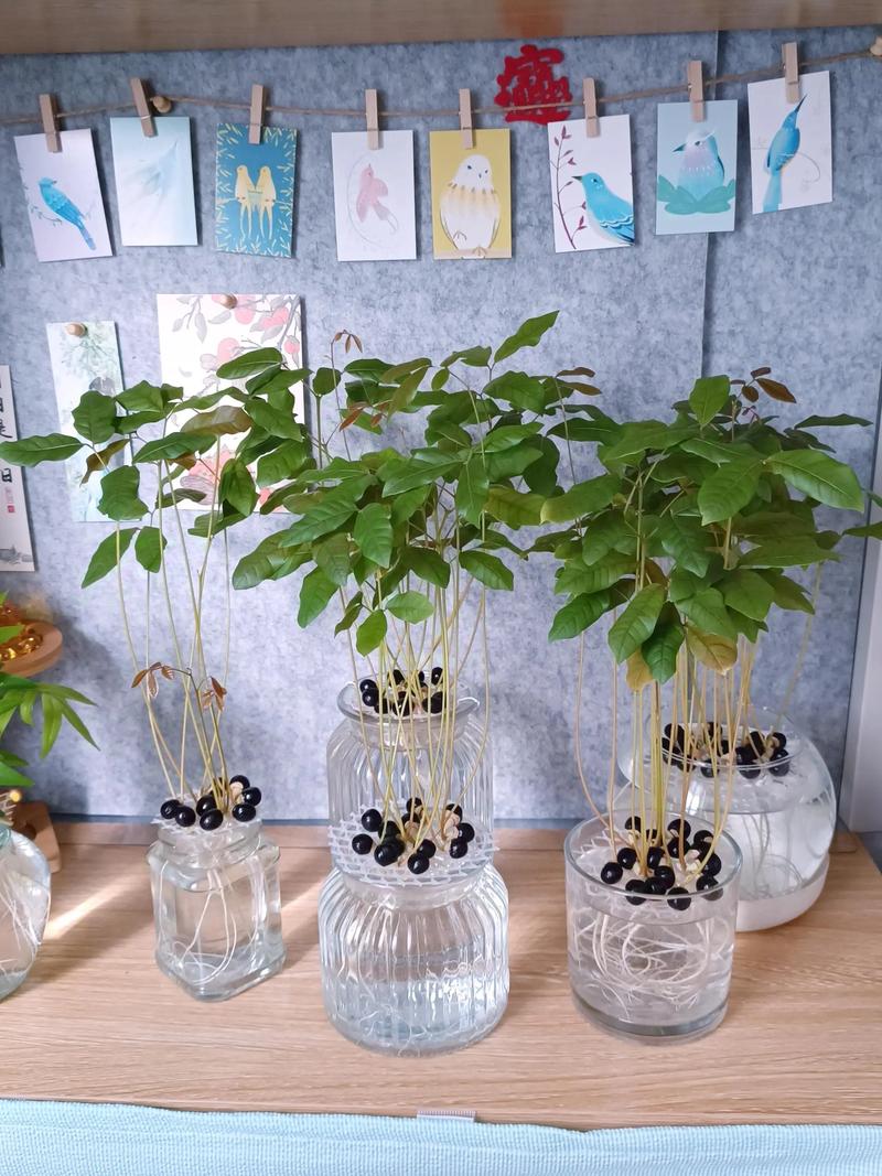二、催芽处理：提高发芽率的关键步骤