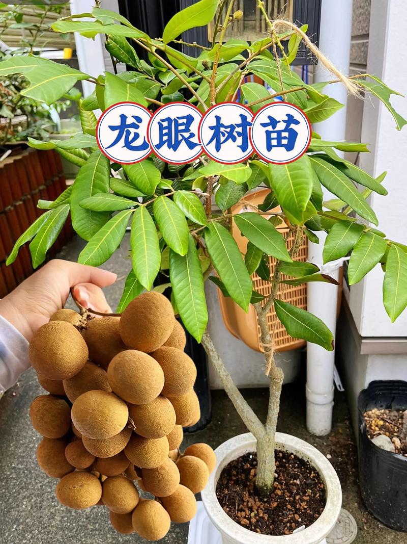 三、上盆定植：让种子安家