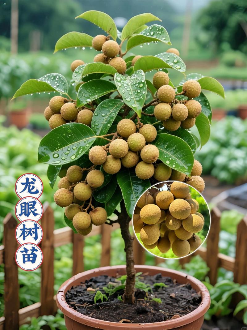 五、出苗后的日常养护