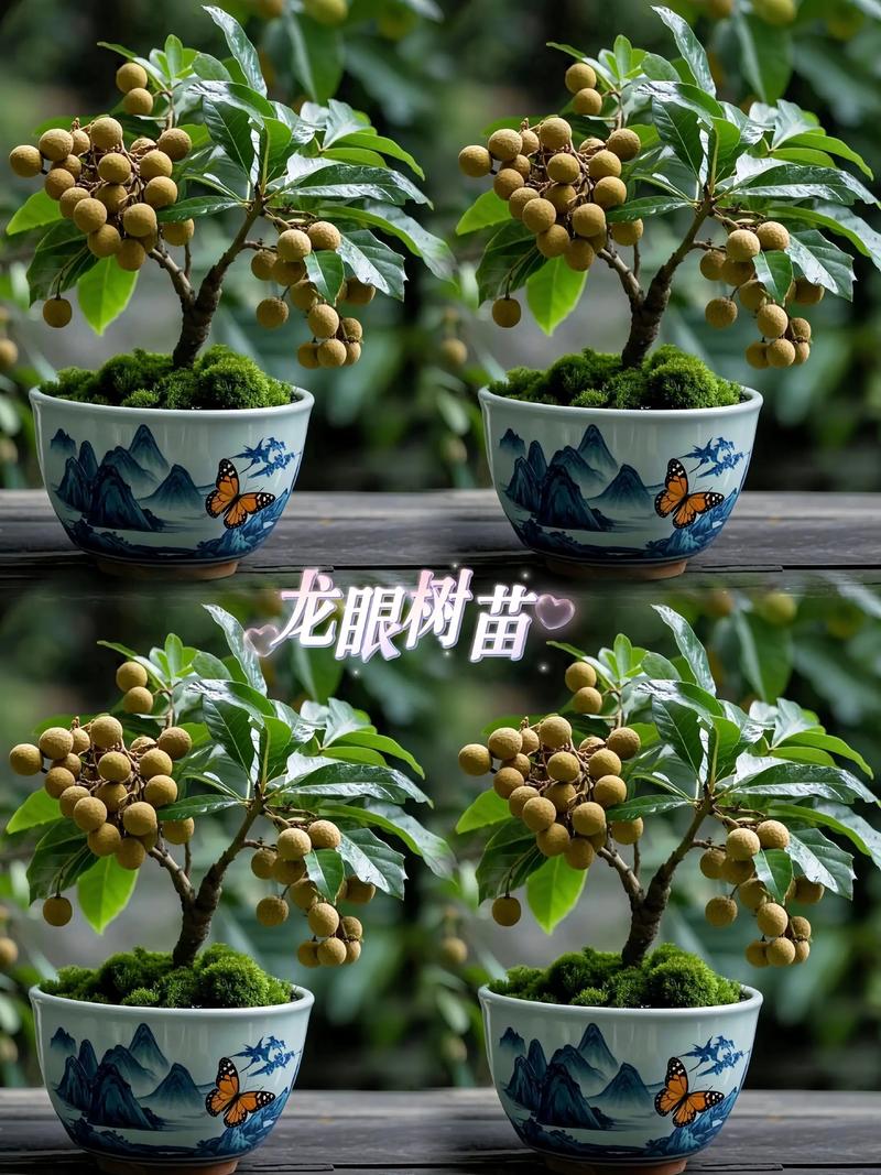 四、浇定根水与第一次养护