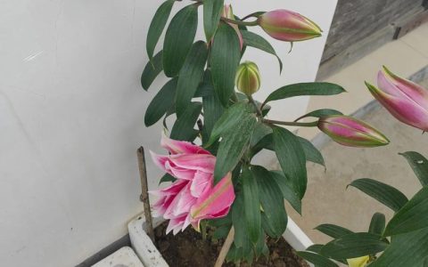 百合花盆栽的养殖方法：从浇水到换盆的四季养护全指南