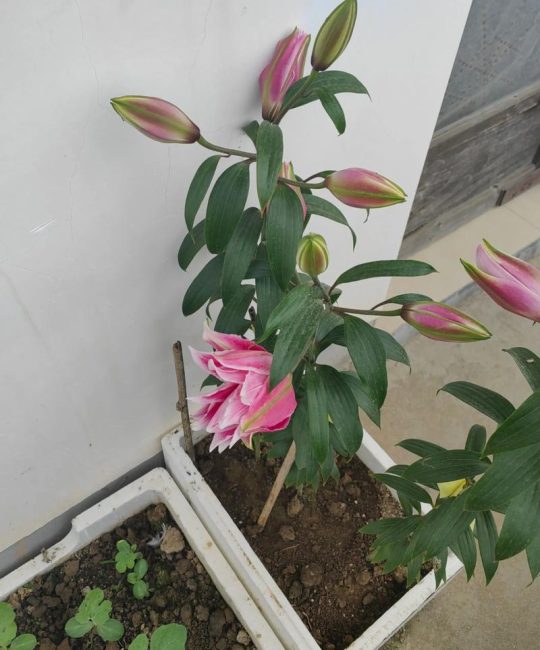 百合花盆栽的养殖方法：从浇水到换盆的四季养护全指南