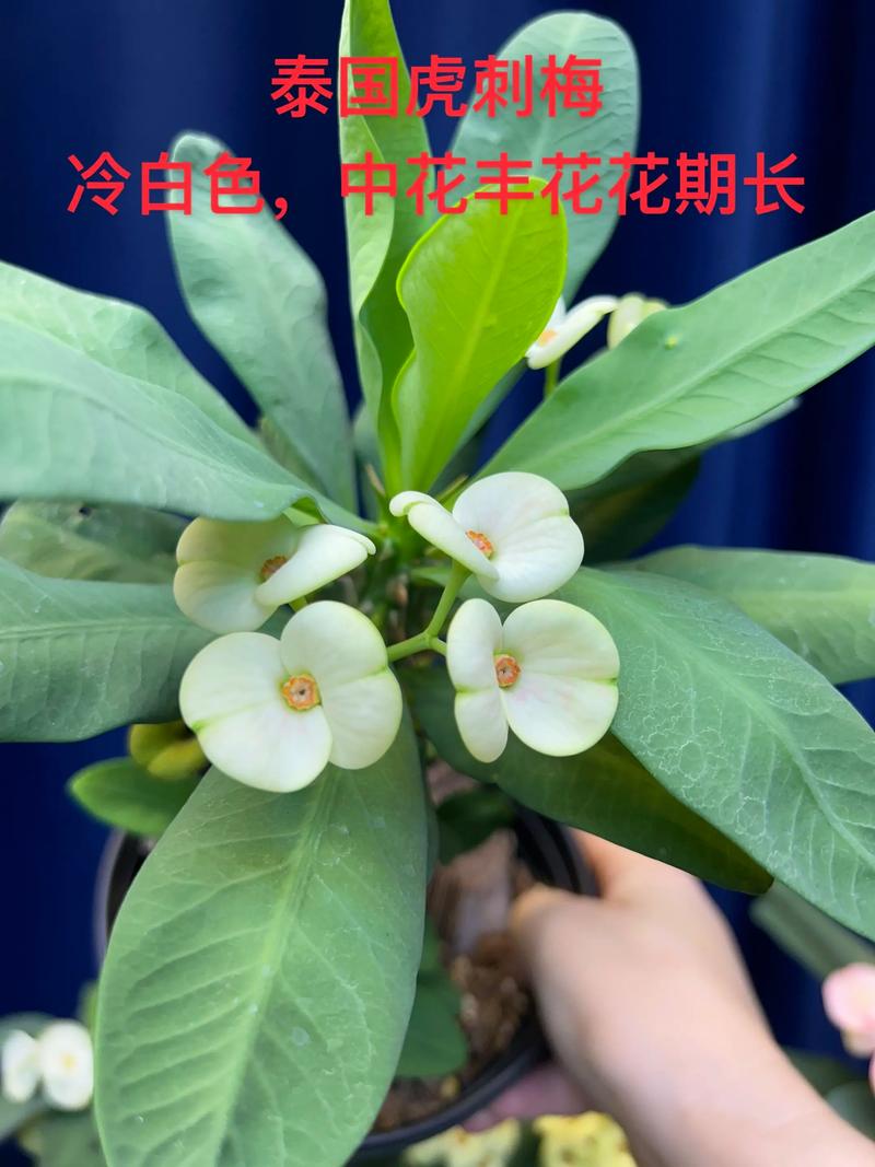 虎刺梅夏天开花吗?花期管理与促花技巧全解析 影响虎刺梅夏天开花的关键因素