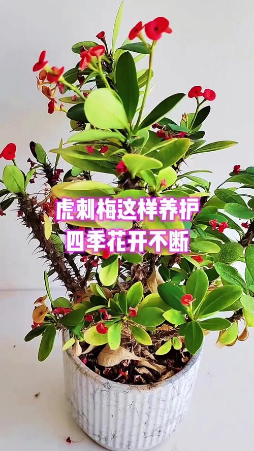 虎刺梅夏天开花吗?花期管理与促花技巧全解析 FAQ