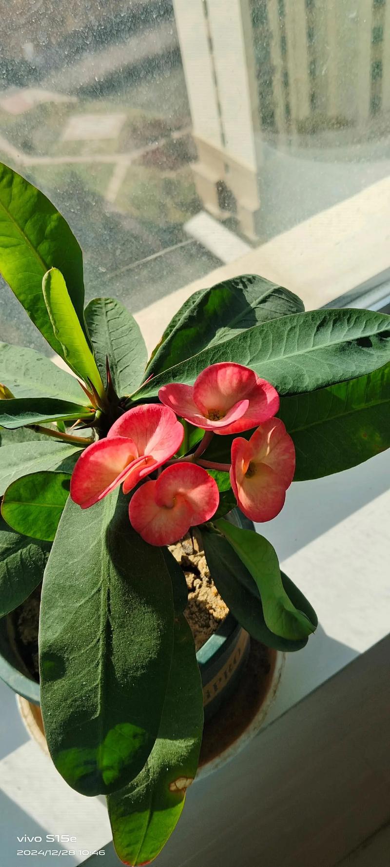 虎刺梅夏天开花吗?花期管理与促花技巧全解析 虎刺梅夏天促花养护步骤