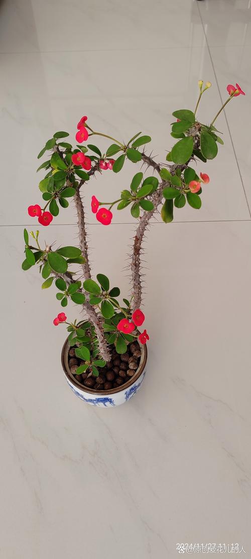 虎刺梅夏天开花吗?花期管理与促花技巧全解析 总结