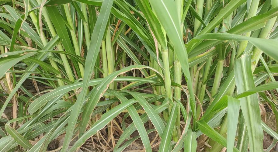 菌草种植技术指南:从选时到成活的完整操作流程 七、成活注意事项