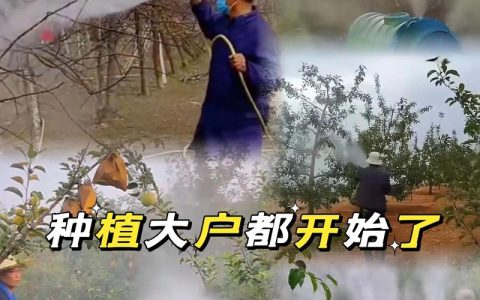 石榴树打药最佳时间表与病虫害防治全攻略：从萌芽到采果的精准管理