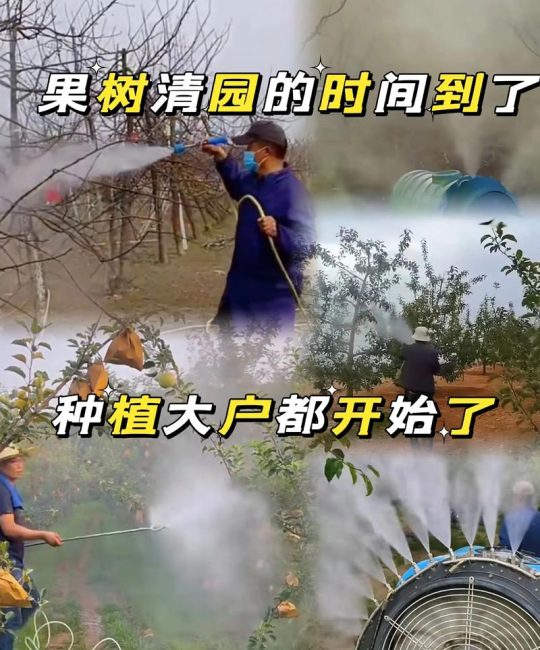 石榴树打药最佳时间表与病虫害防治全攻略：从萌芽到采果的精准管理