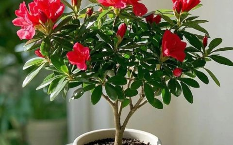 杜鹃花价格多少钱一盆？规格、产地、季节五大因素全解析