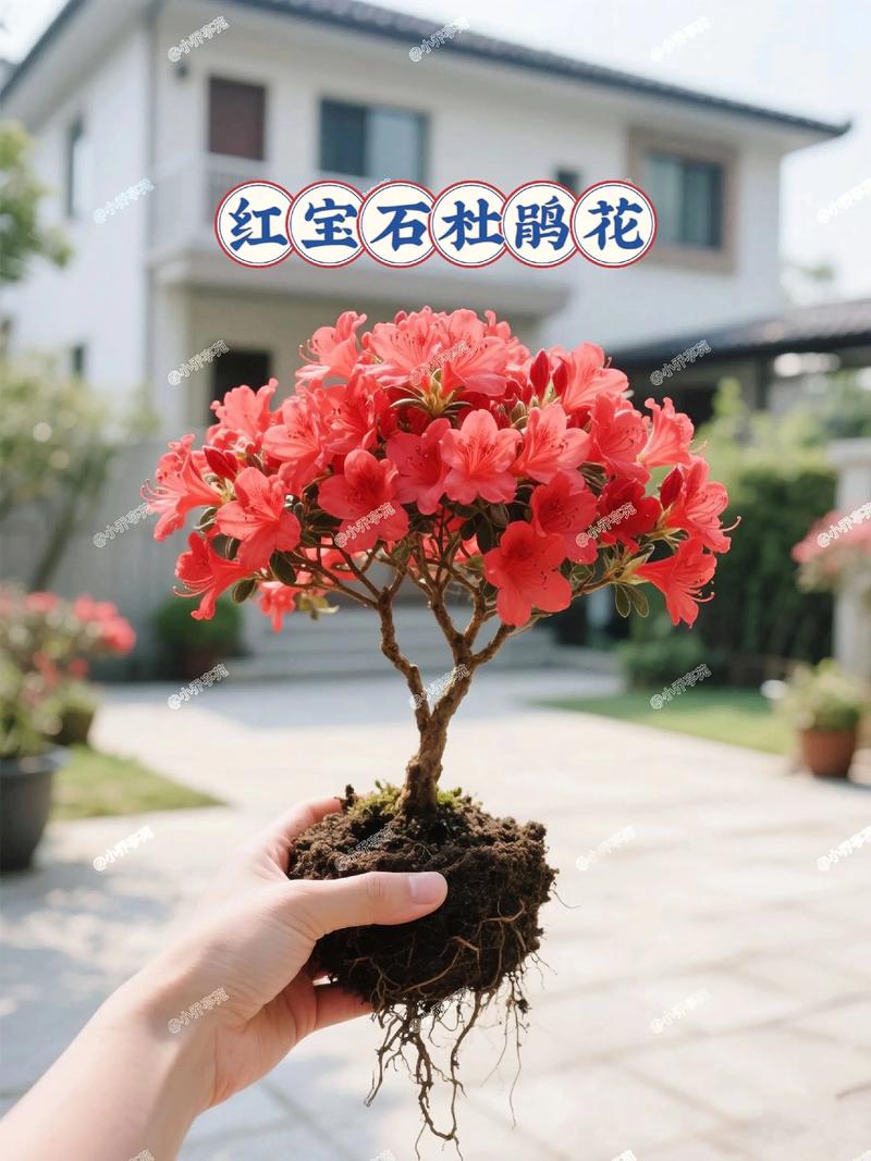 杜鹃花价格多少钱一盆?规格、产地、季节五大因素全解析 产地:主产区与销区价差明显