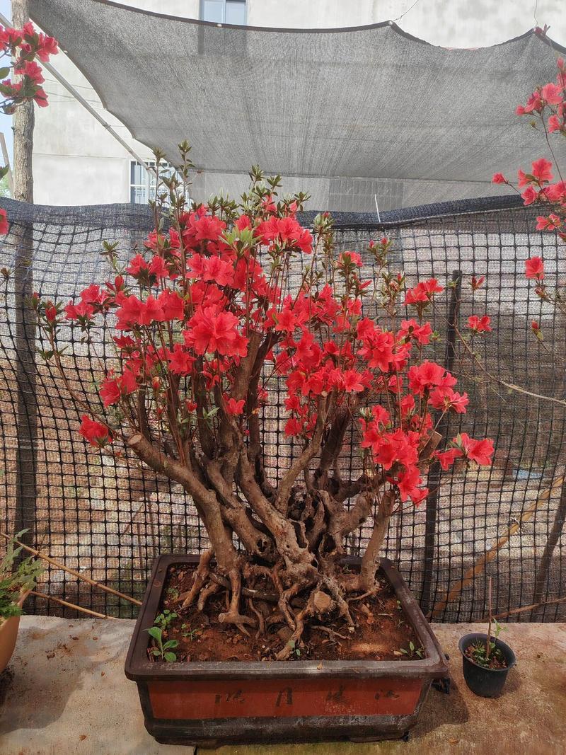 杜鹃花价格多少钱一盆?规格、产地、季节五大因素全解析 数量:零星购买与批量采购价不同