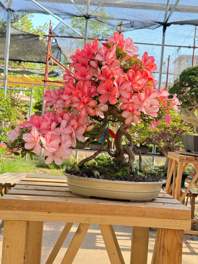 杜鹃花价格多少钱一盆?规格、产地、季节五大因素全解析 运输:距离与方式决定附加成本