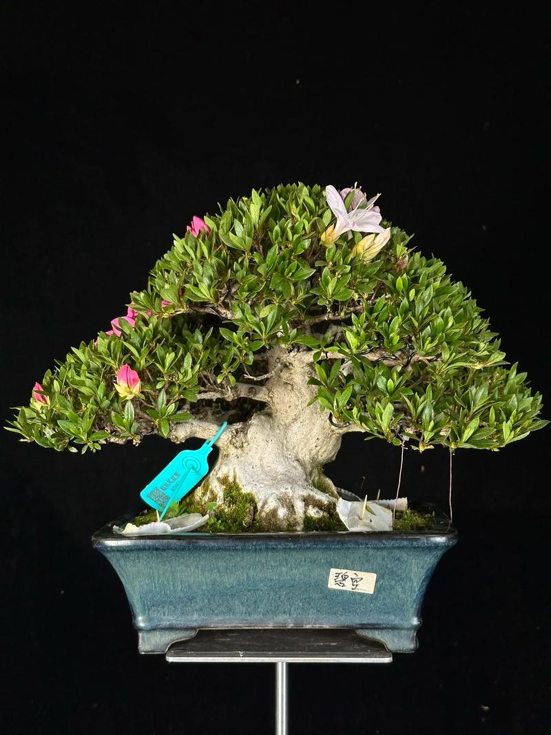 杜鹃花价格多少钱一盆?规格、产地、季节五大因素全解析 咨询指南:如何获得精准报价?