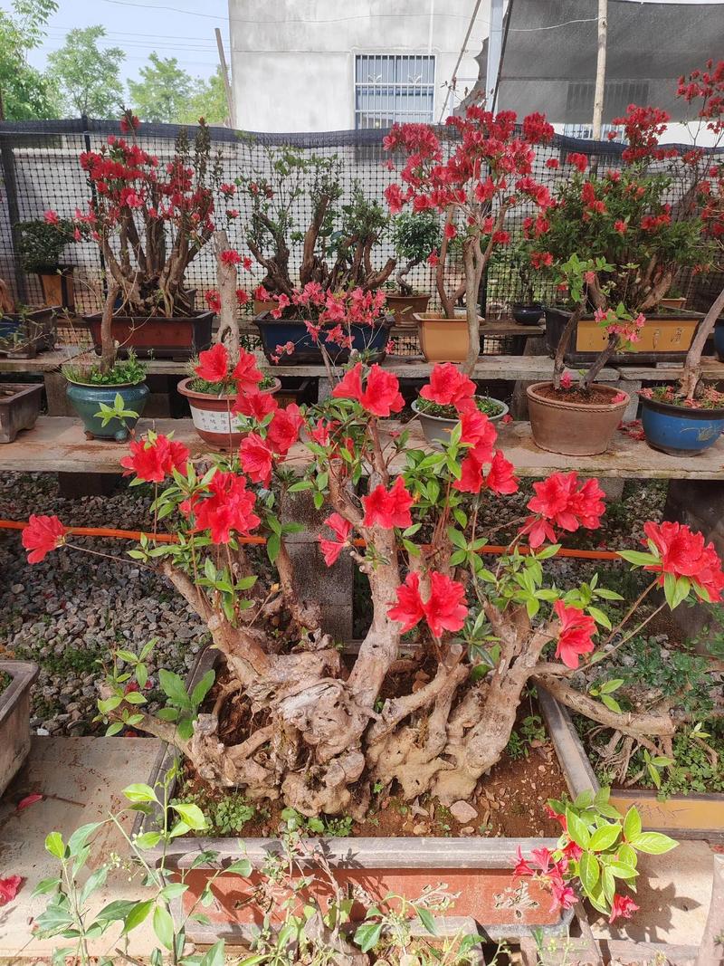 杜鹃花价格多少钱一盆?规格、产地、季节五大因素全解析 FAQ:关于杜鹃花价格常见疑问
