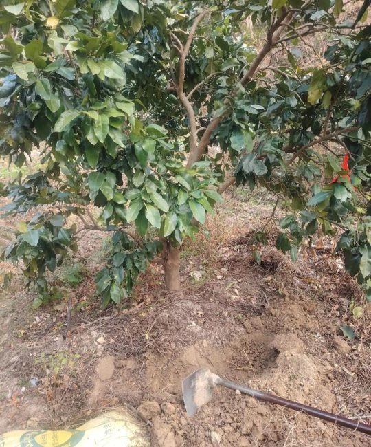 柚子树施肥指南：抓住关键时机，果实又多又甜