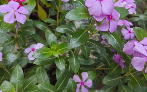 花期长的花是什么花？首选“月月红”月季