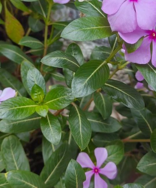 花期长的花是什么花？首选“月月红”月季