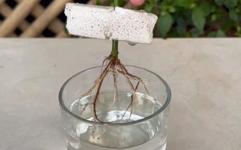 月季花可以一直水培能开花吗？可行性与全面养护指南