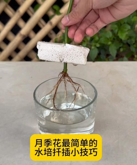 月季花可以一直水培能开花吗？可行性与全面养护指南