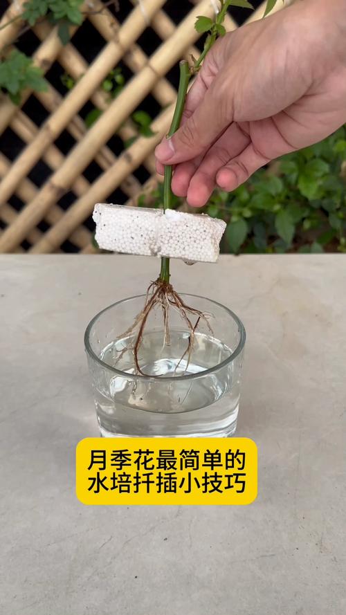 月季花可以一直水培能开花吗?可行性与全面养护指南 月季花可以一直水培能开花吗?可行性与全面养护指南