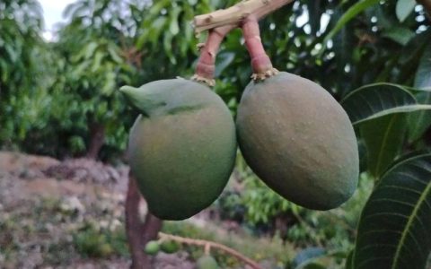 芒果树要剪枝吗？家庭种植修剪指南与误区解析
