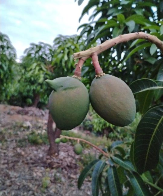 芒果树要剪枝吗？家庭种植修剪指南与误区解析