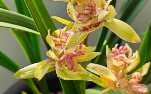中秋佳节赏花指南：这些花卉在此时绽放