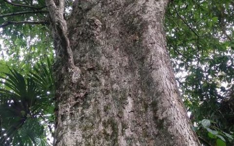 金丝楠木苗木规格与栽植密度全解：胸径15公分多少钱一棵？
