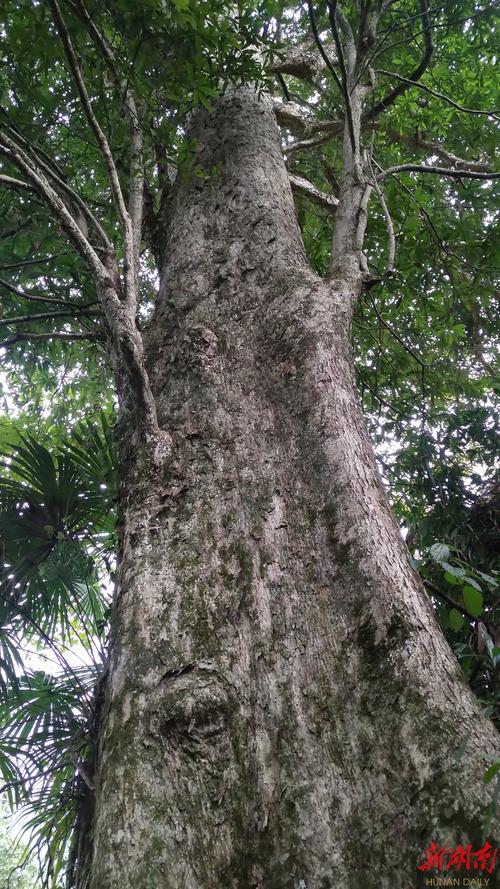 金丝楠木苗木规格与栽植密度全解:胸径15公分多少钱一棵? 胸径15cm的金丝楠木2026年参考价