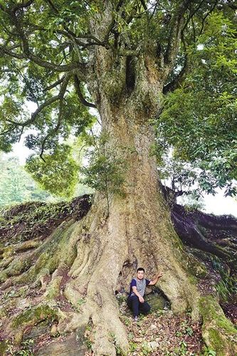 金丝楠木苗木规格与栽植密度全解:胸径15公分多少钱一棵? 不同绿化场景的密度如何定?