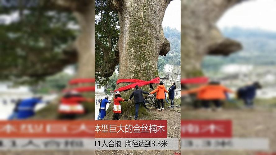 金丝楠木苗木规格与栽植密度全解:胸径15公分多少钱一棵? 核心规格定义:金丝楠木的测量标准