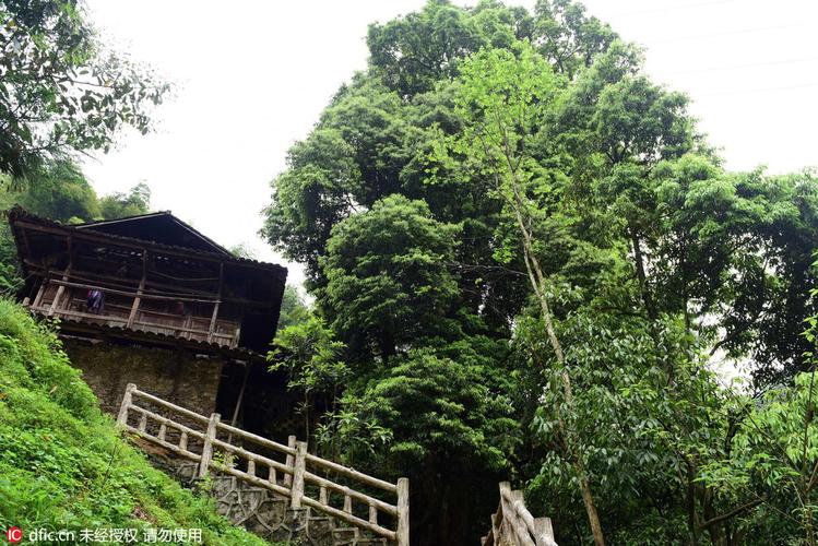 金丝楠木苗木规格与栽植密度全解:胸径15公分多少钱一棵? 采购苗木时规格该选多大?