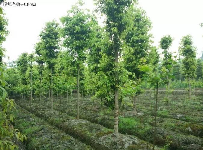 金丝楠木苗木规格与栽植密度全解:胸径15公分多少钱一棵? 常见错误:采购与栽植中的3个关键误区