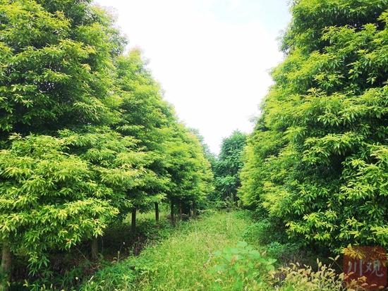 金丝楠木苗木规格与栽植密度全解:胸径15公分多少钱一棵? FAQ
