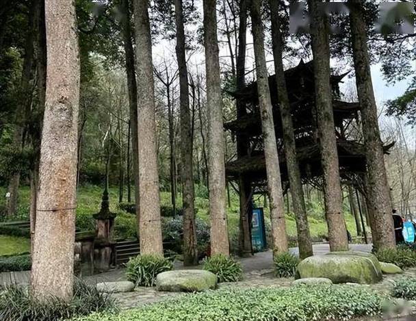 金丝楠木苗木规格与栽植密度全解:胸径15公分多少钱一棵? 总结