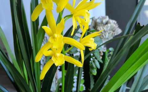 兰花开花有香味吗？揭秘花期、香味与养护全攻略